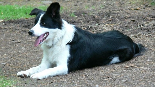 Pippa the Border Collie Loves To Run Free!