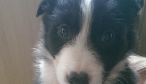 Robbie the Border Collie Is Full of Love and Affection