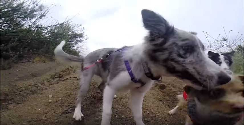 Wish The Border Collie