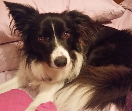 Blossom Is A Loyal Border Collie Who Loves To Go Camping