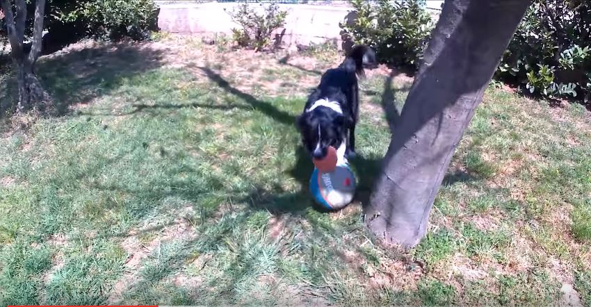 Border Collie Football