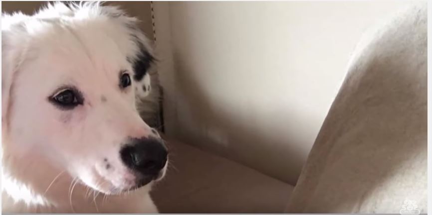 Border Collie Pup Makes Friends With Kitten