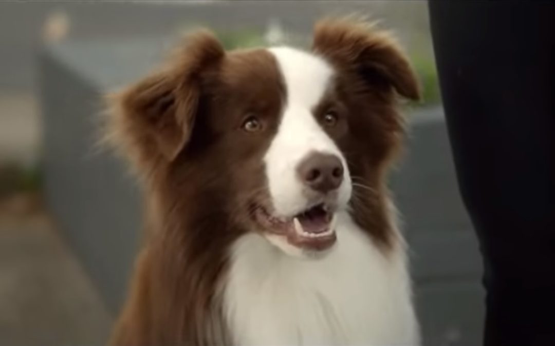 Hilarious Border Collie Car Commercial!