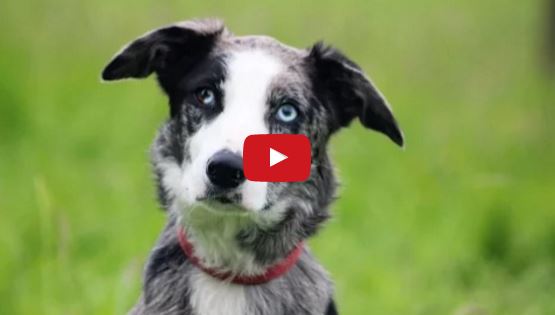 Watch Izzie the Border Collie