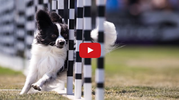 Great Dog Race To Watch