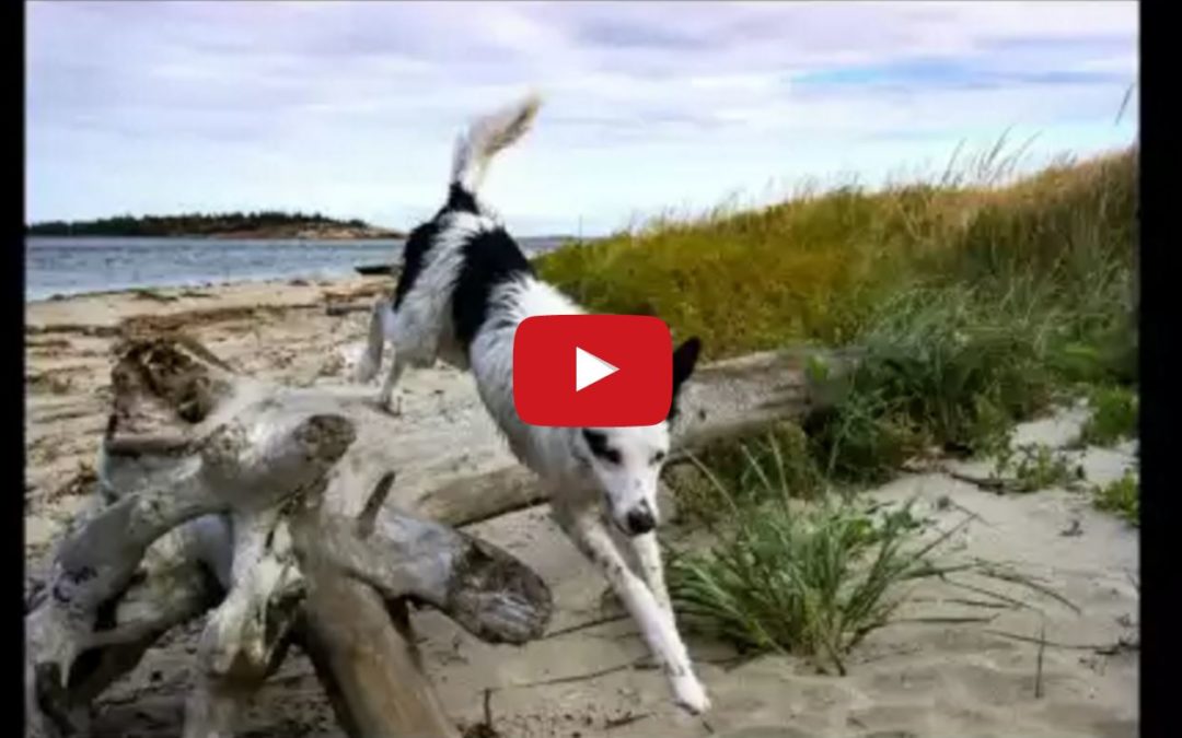 Leia the Border Collie Loves Her Obstacle Course