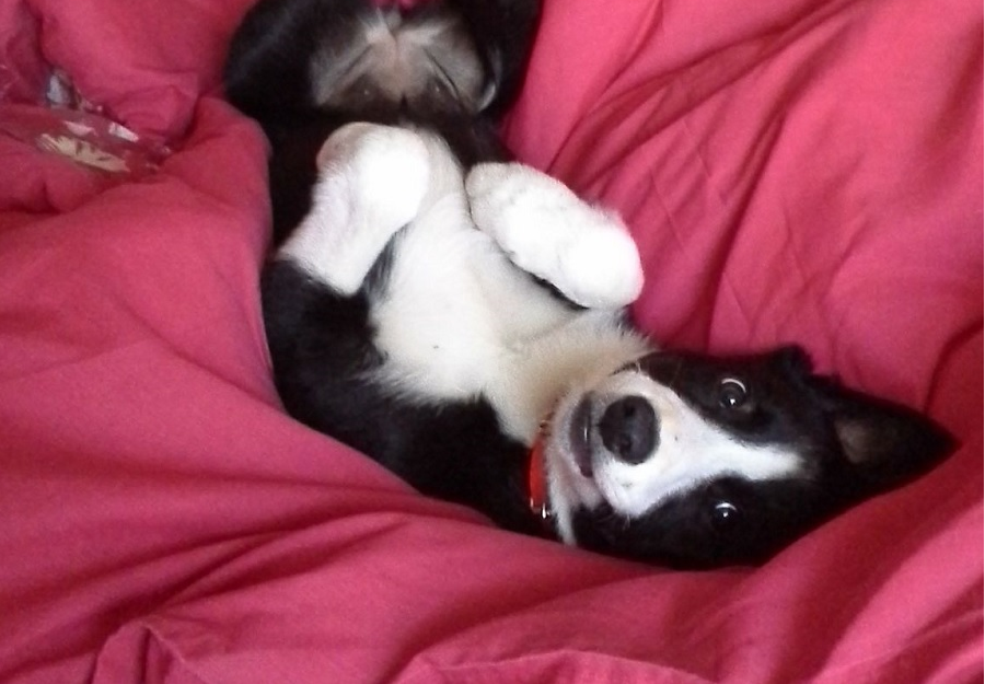 Meet Shelly the Border Collie from Manchester, UK