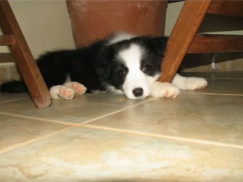 Shiver, The Border Collie