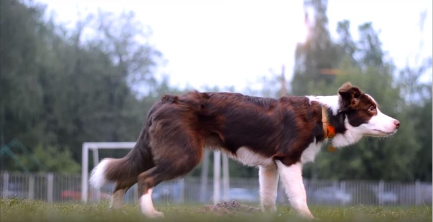 5 months of Vic the Border Collie