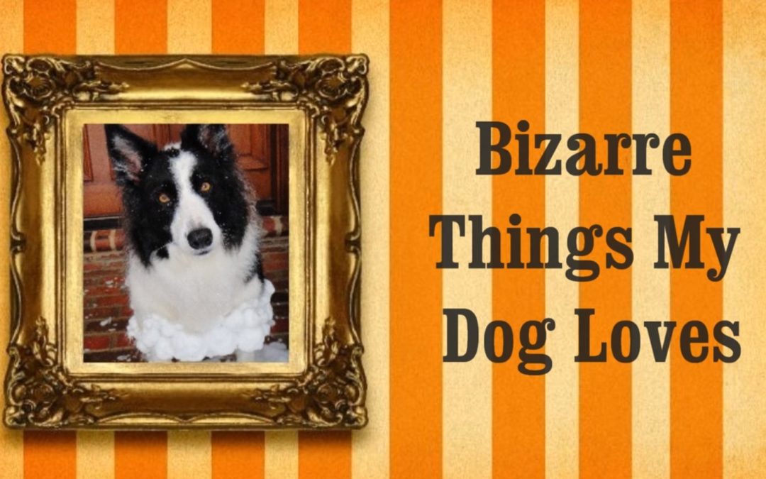 Weird But Amusing Border Collie Habits