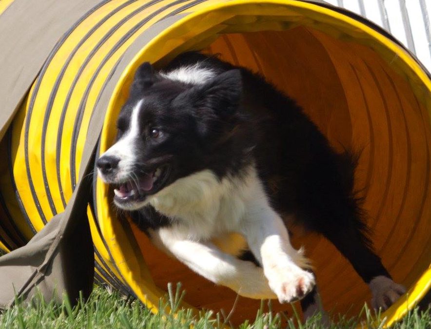 XL the Border Collie Is Training To Be A Champion!