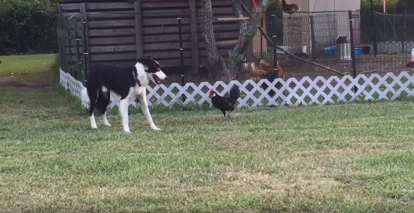 Border Collie Playing With Rooster