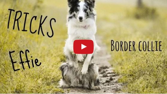 Effie the Border Collie Sure Knows A Trick or Two!