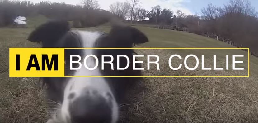 I Am Border Collie – A Great Compilation Video!