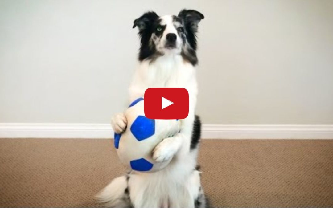 Check Out Splash’s Amazing Ball Trick