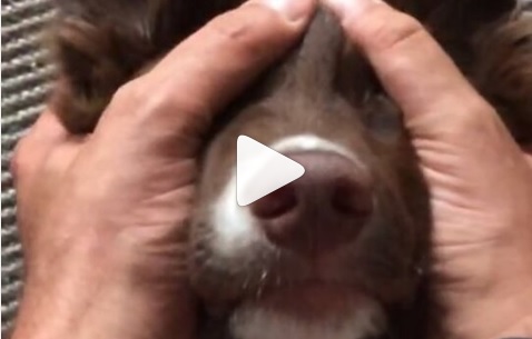 A ‘Ruff’ Day For This Border Collie Ends With an Epic Face Massage!