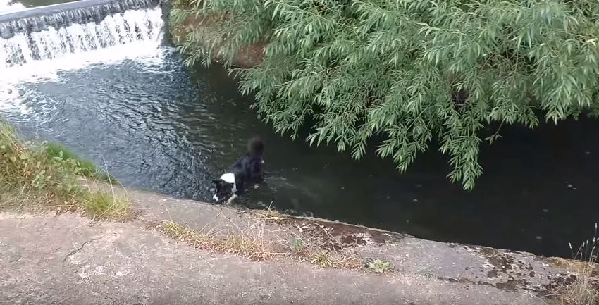 Border Collie Playing In River