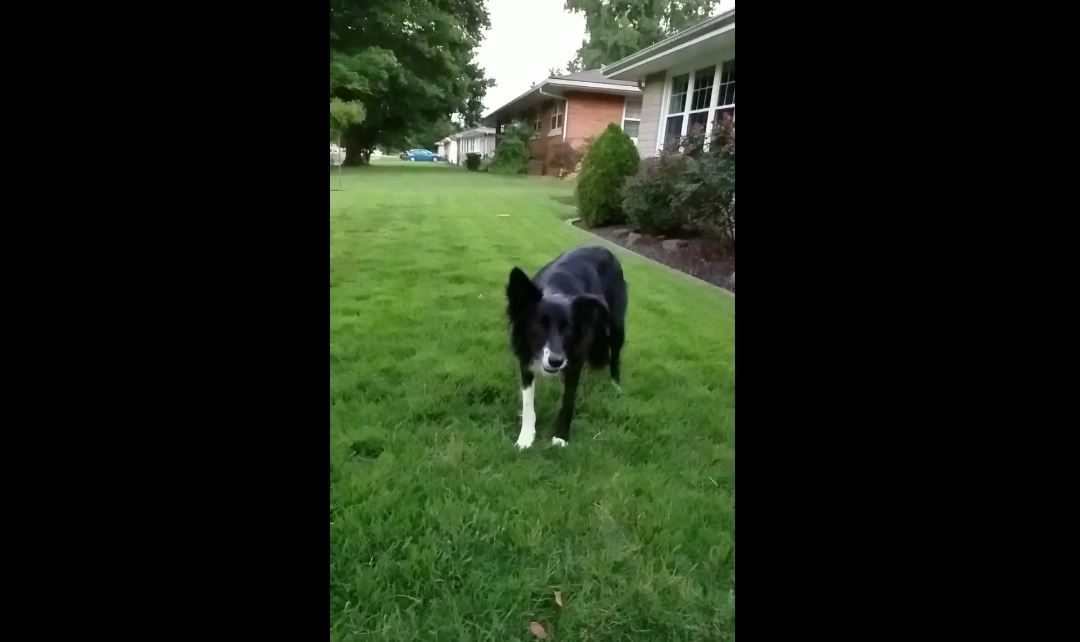 Maci Catches A Frisbee