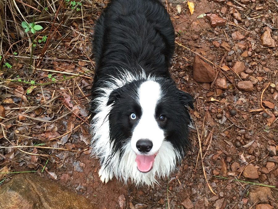 Winston is a Lovable But Mischevious Border Collie