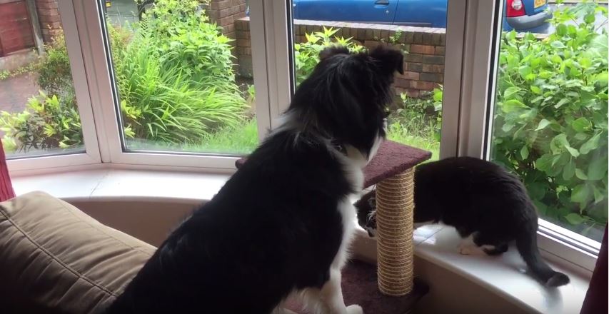 Playful Border Collie and Cat