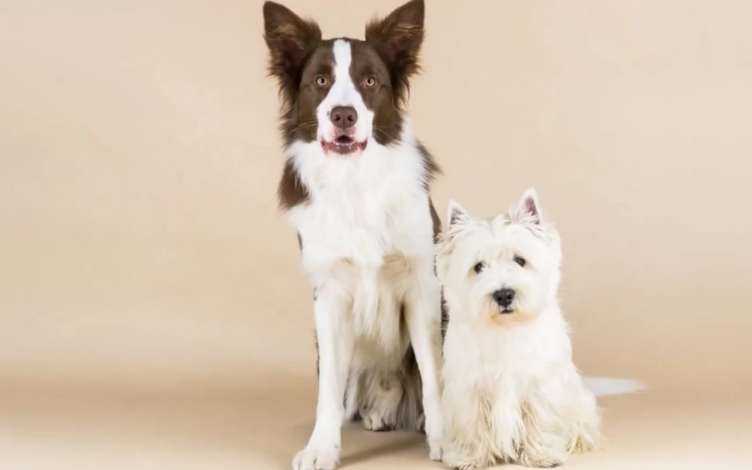 Spend a Fun-Filled Year with Choco the Border Collie!