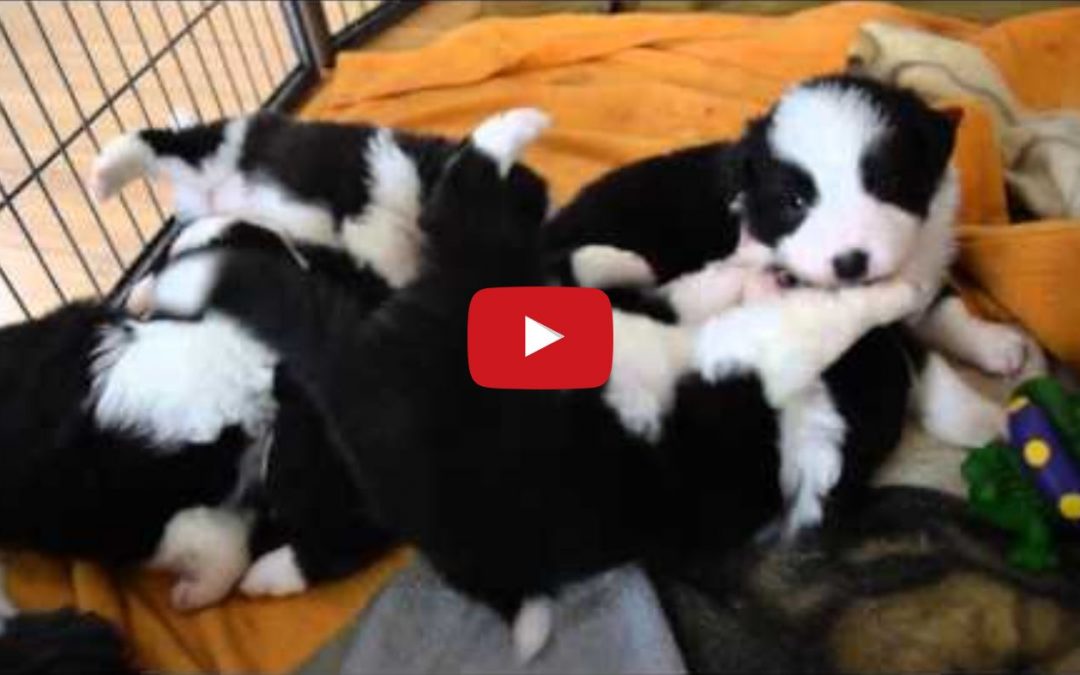 Nothing To See Here Except… Cute 3 Week Old Border Collie Puppies!