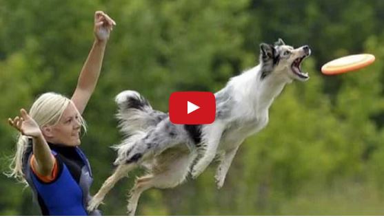 Great Dog Tricks Compilation Video Featuring a Few Border Collies!