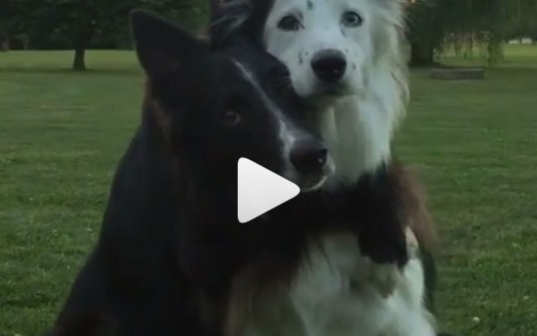 Envy and Zain are Two Huggable Border Collies!