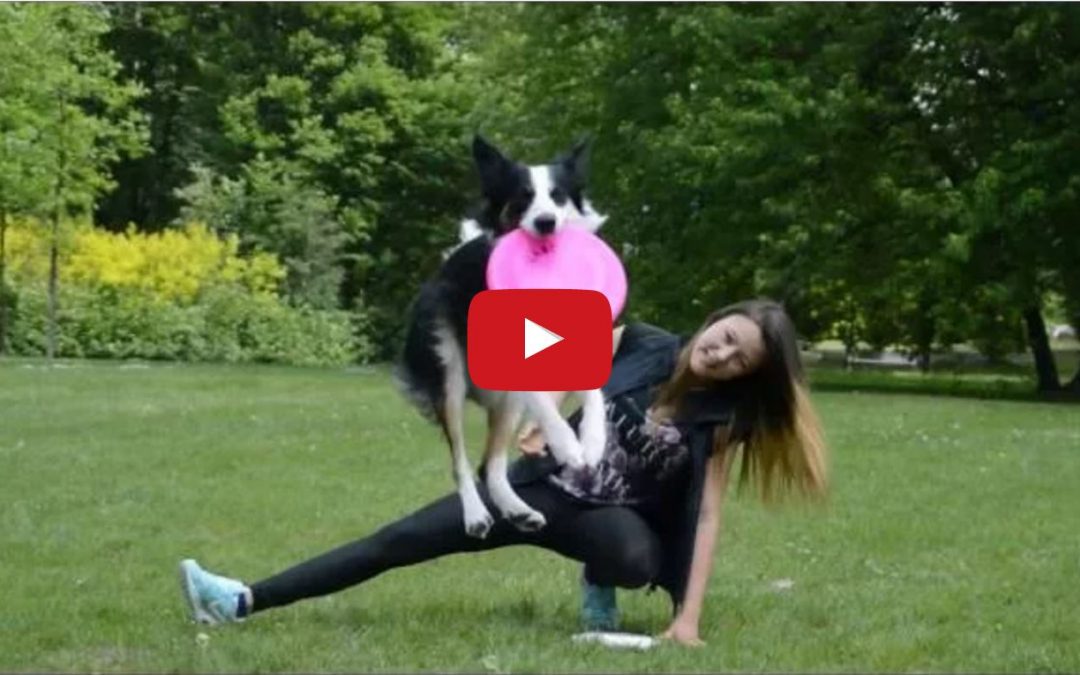 Fru the Border Collie Can Do It All!