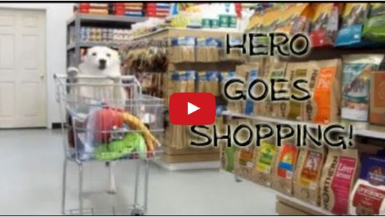 Hero the Border Collie Goes Shopping!