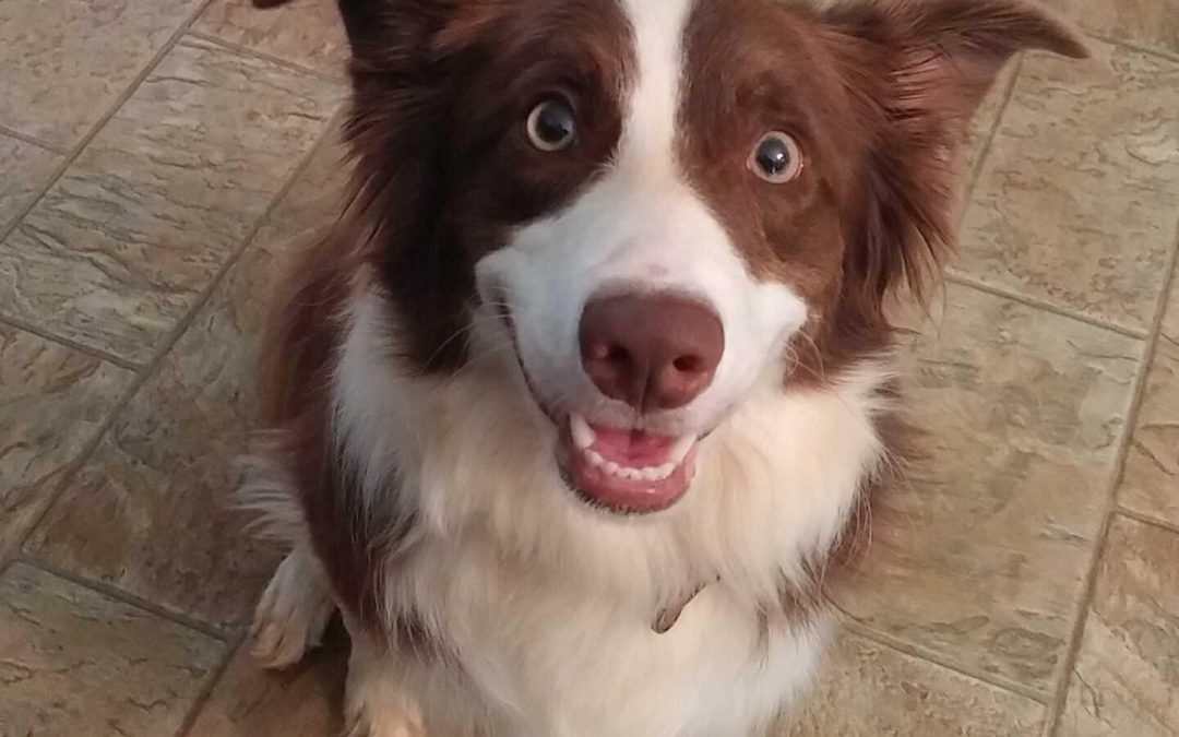 Kaci the Border Collie Loves Thunder, Tennis Balls and Tennis Balls!