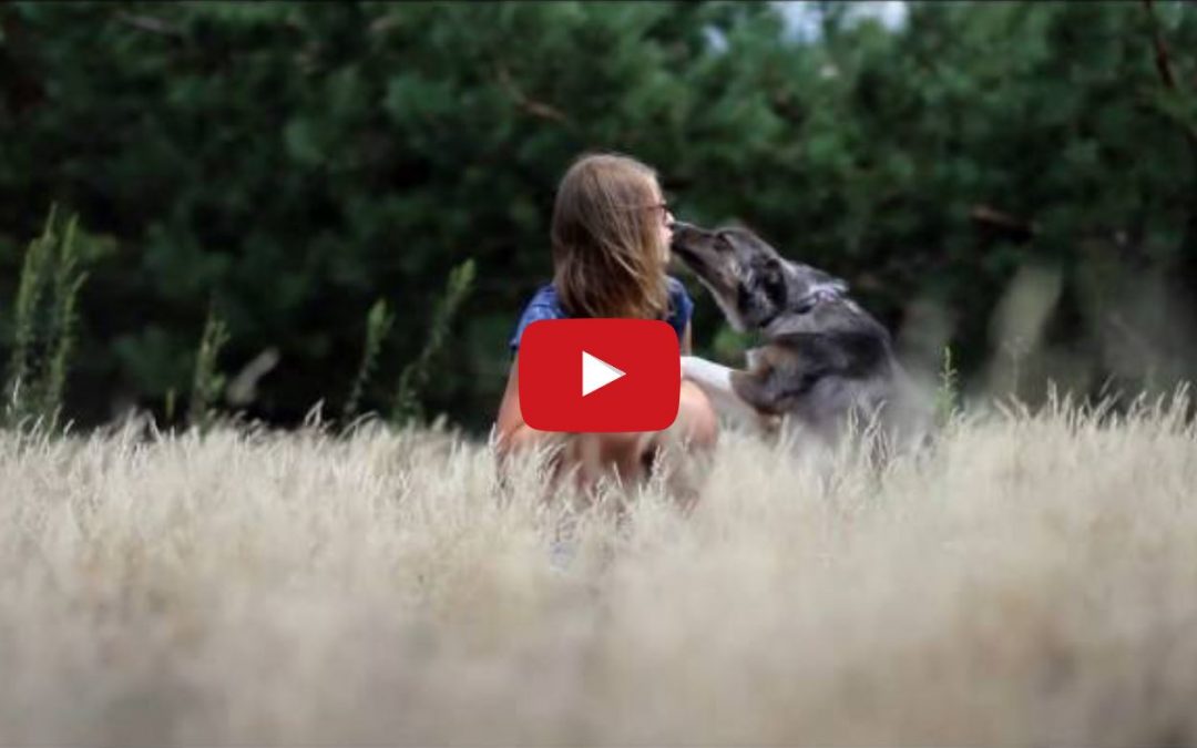 Kiwi the Border Collie Is Now One Year Old