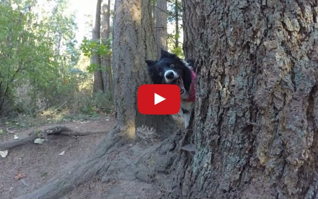 ‘GoPro’ a Walk with These Two Awesome Border Collies