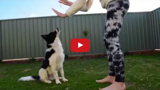 Merlin the Border Collie Puppy Shows Off His Tricks!