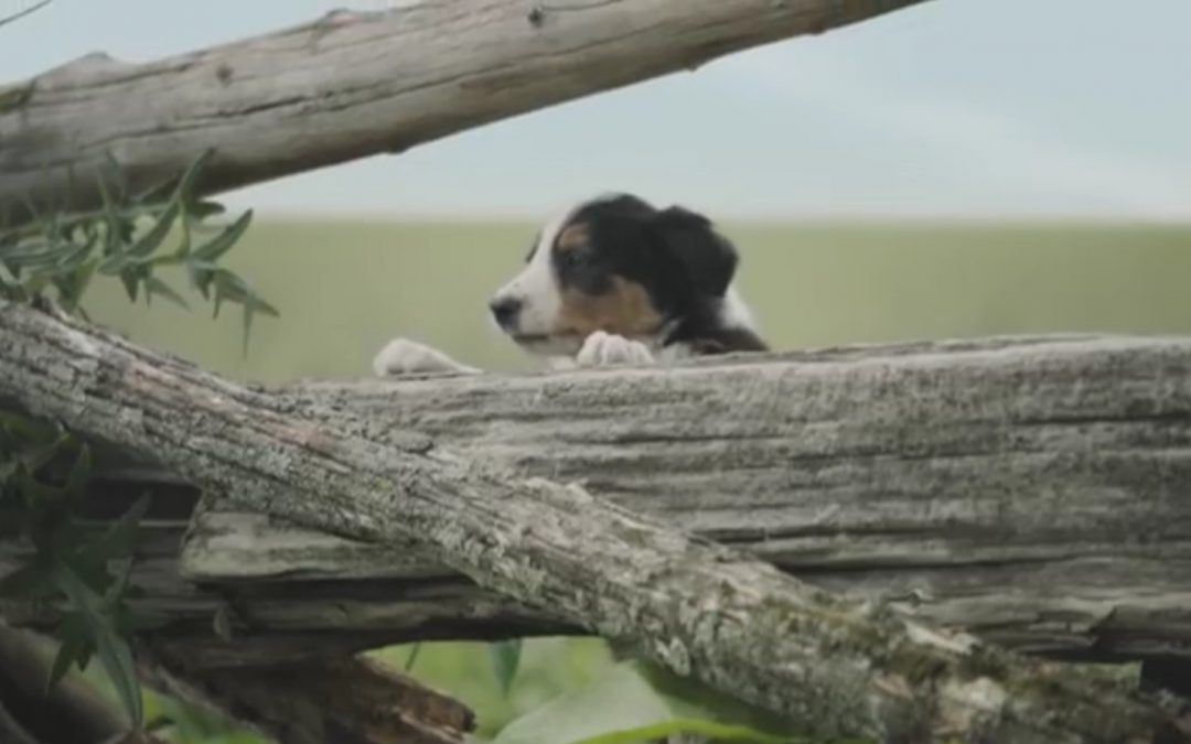 This ‘Slowpoke’ Border Collie Puppy Will Melt Your Heart in this Subaru Commercial