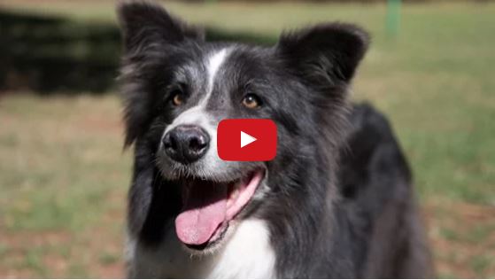 All You Need To Know About Border Collies