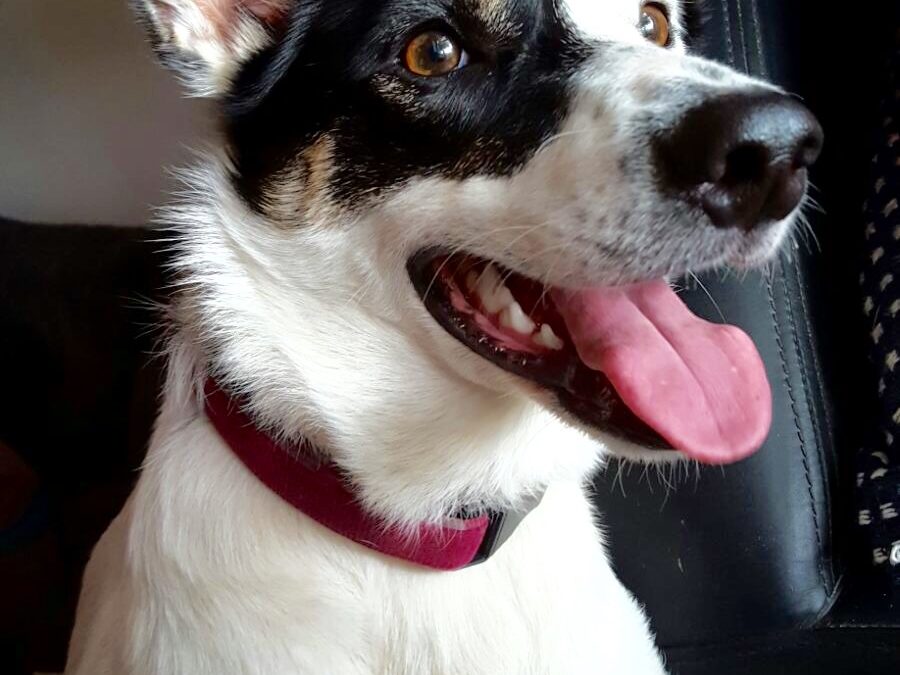 Meet Belle the Beautiful Border Collie!