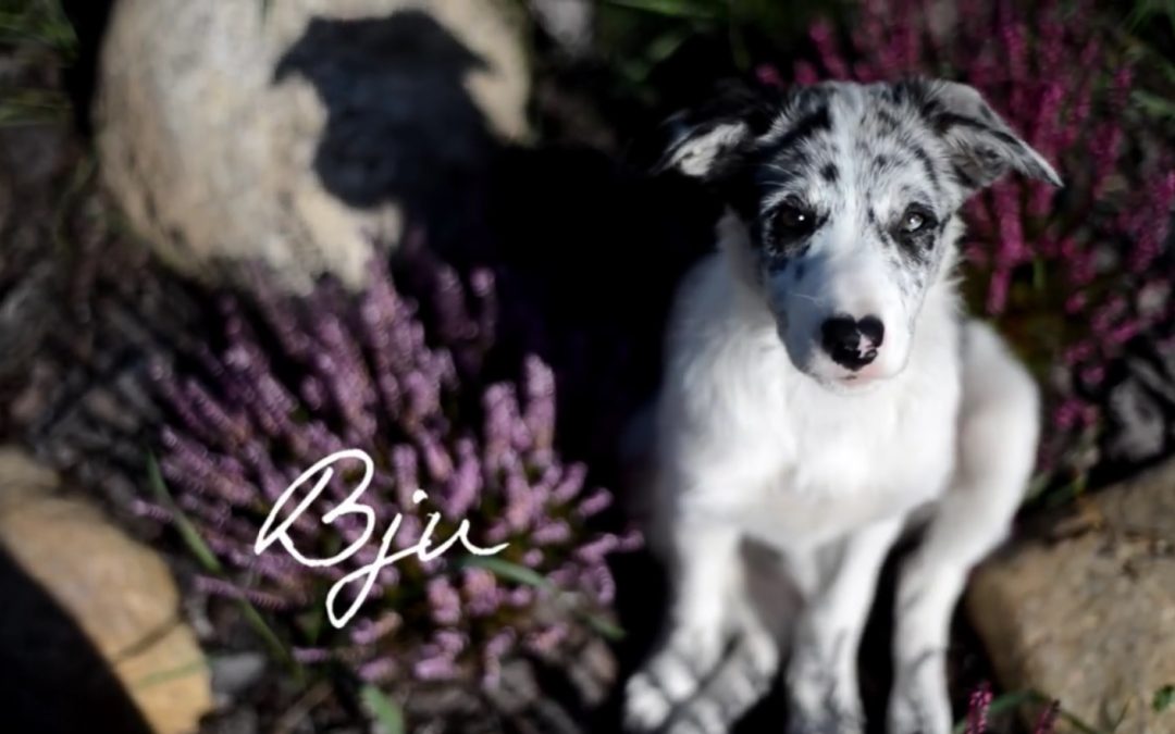 Bju the Border Collie is one Loud, Playful and Smart Puppy!