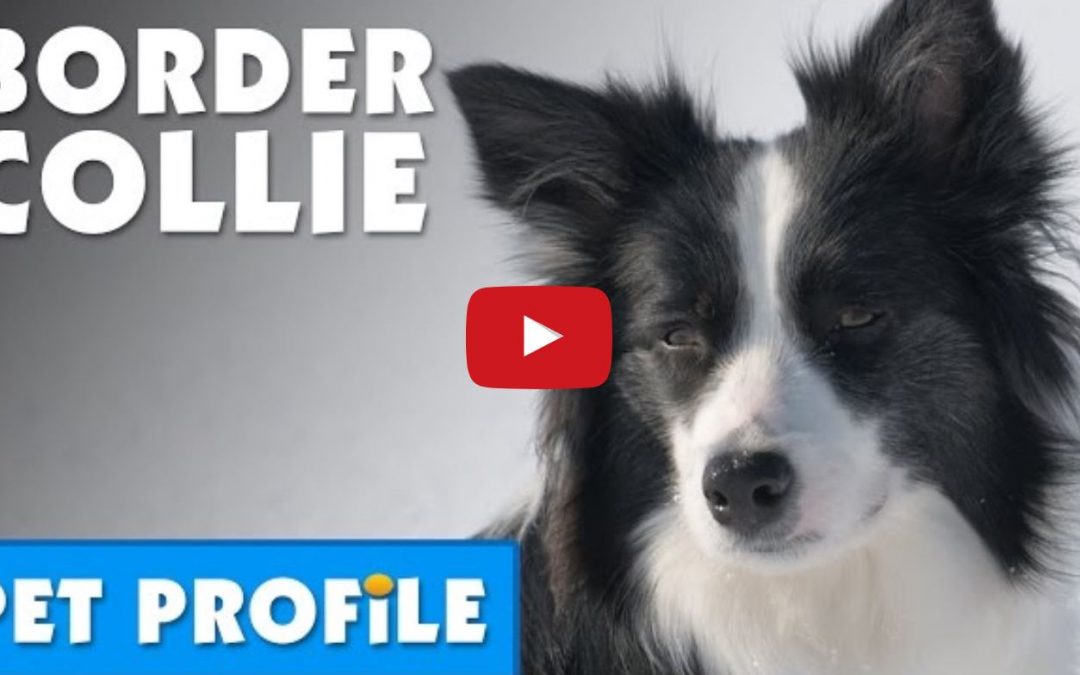 Bondi Vet Profile – Border Collies