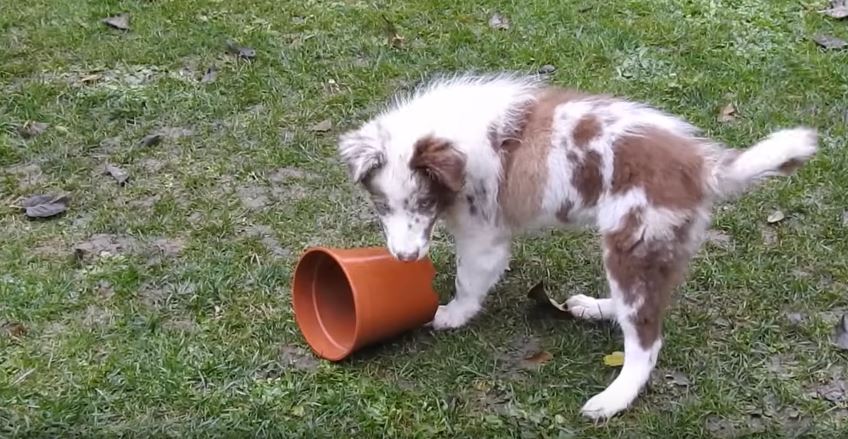 Border Collie Gardener