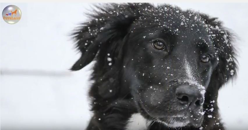 Border Collie History