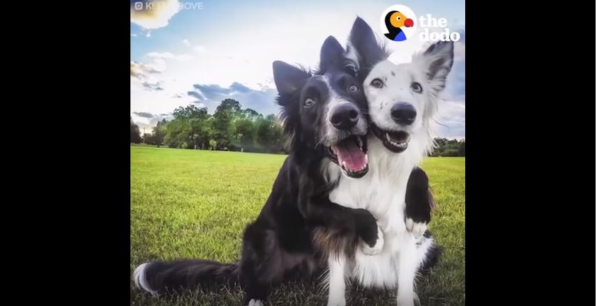 A Cute Pair of Border Collies!