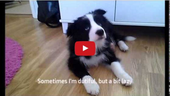 Obedience Training with Zar the Border Collie Puppy