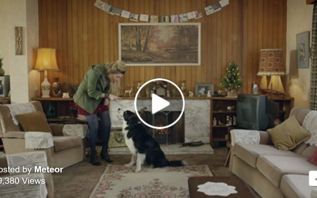 Dasher The Border Collie Stars In This Funny Commercial!