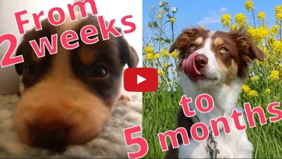 Abbey the Border Collie Puppy Grows Up Right Before Your Eyes!