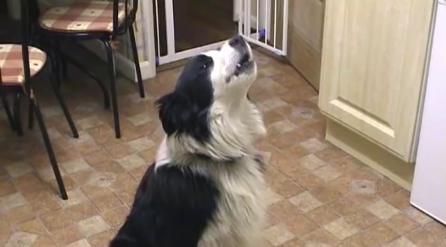 Border Collie Mac Love To ‘Sing’ The Eastenders Theme Song!