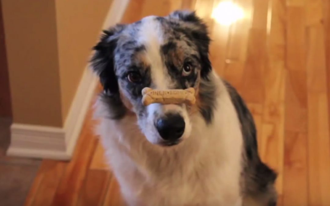 Funny ‘Commercial’ Featuring Riley the Border Collie