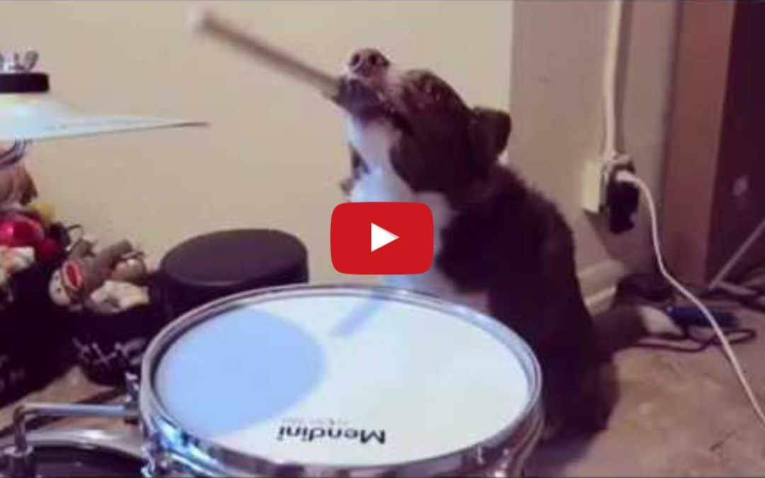 Sundance The Border Collie Playing Drums