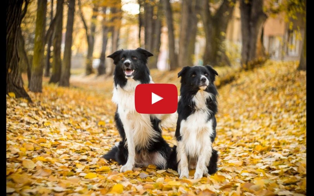 Two Border Collie Bros Who Love To Do Tricks!