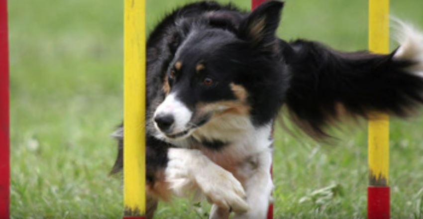 Border Collie Facts